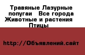 Травяные Лазурные попугаи - Все города Животные и растения » Птицы   